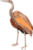 Brown Heron Standing Clip Art